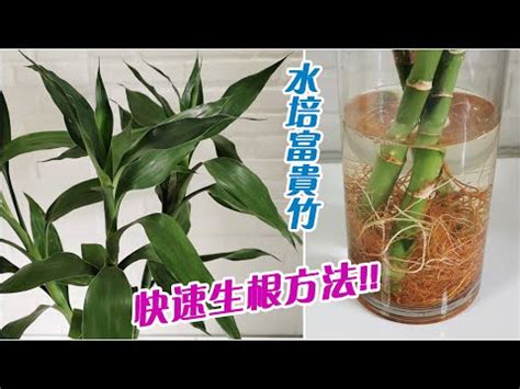 開運竹澆水|開運竹怎麼養